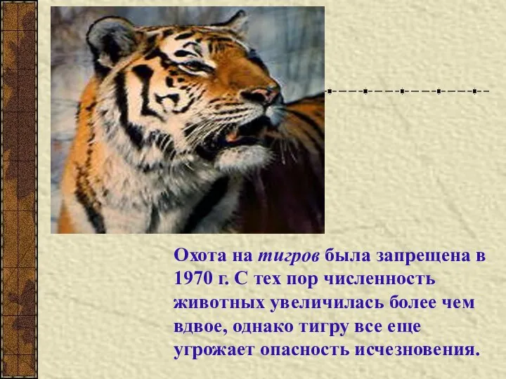 Охота на тигров была запрещена в 1970 г. С тех пор