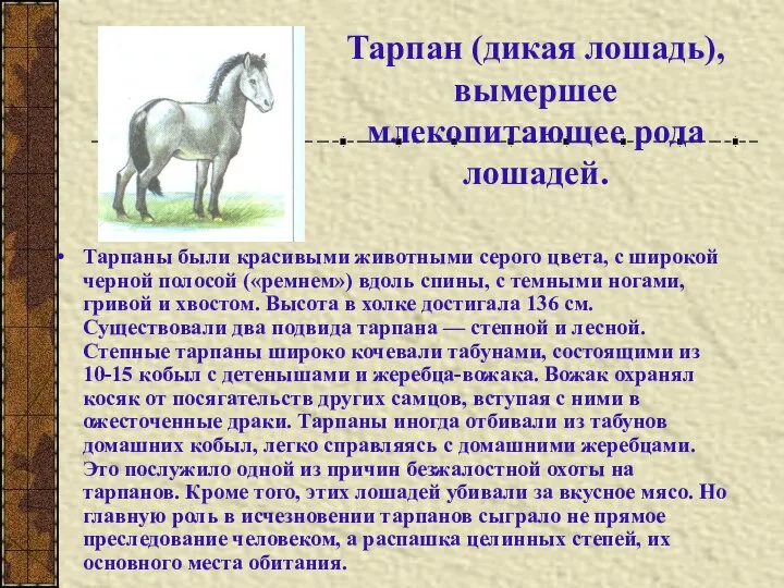 Тарпан (дикая лошадь), вымершее млекопитающее рода лошадей. Тарпаны были красивыми животными