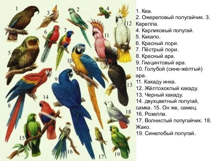 1. Кеа. 2. Ожереловый попугайчик. 3. Карелла. 4. Карликовый попугай. 5.