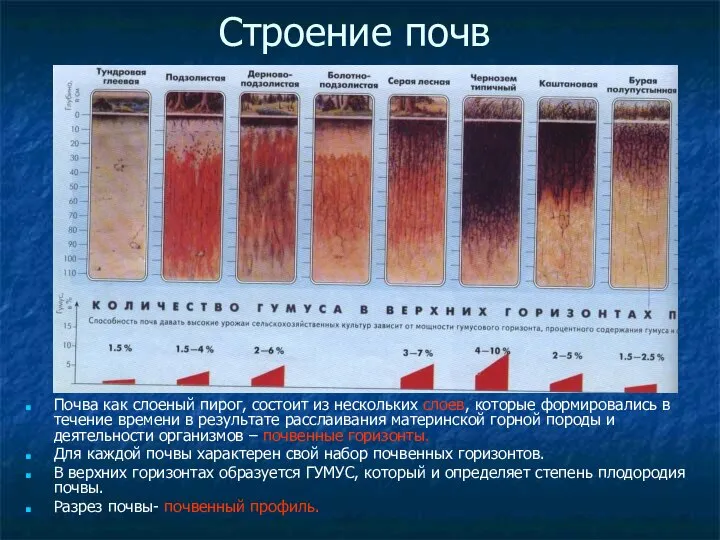 Строение почв Почва как слоеный пирог, состоит из нескольких слоев, которые