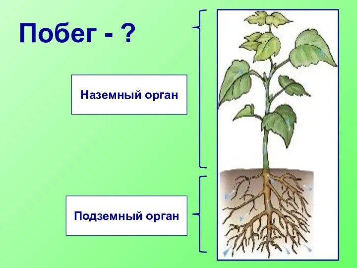 Побег - ? Подземный орган Наземный орган