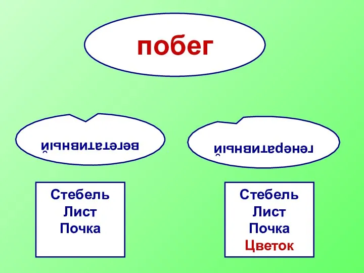 побег вегетативный генеративный Стебель Лист Почка Стебель Лист Почка Цветок