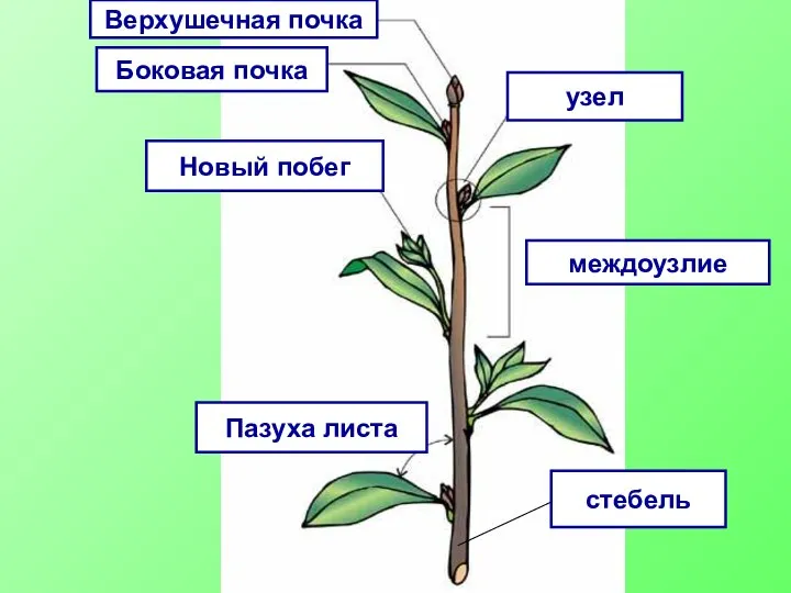 междоузлие узел Верхушечная почка Боковая почка Новый побег Пазуха листа стебель