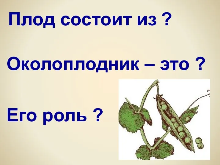 Плод состоит из ? Околоплодник – это ? Его роль ?