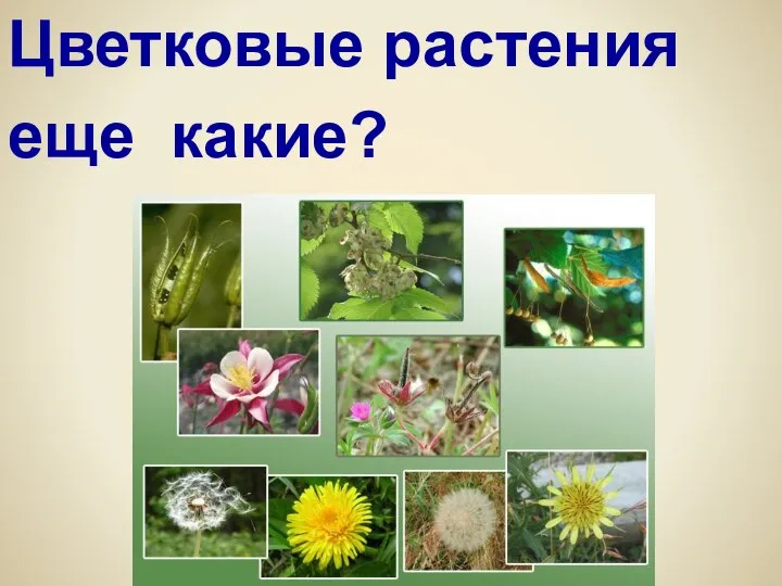 Цветковые растения еще какие?