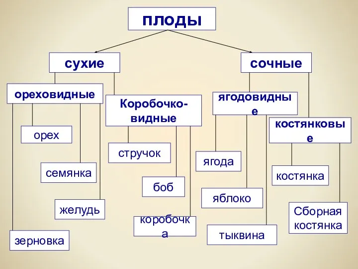 плоды сухие сочные ореховидные Коробочко- видные орех семянка желудь зерновка боб