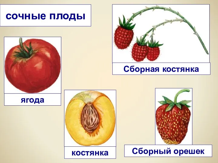 ягода сочные плоды Сборный орешек костянка Сборная костянка