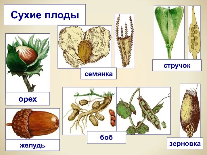 Сухие плоды орех желудь зерновка боб семянка стручок