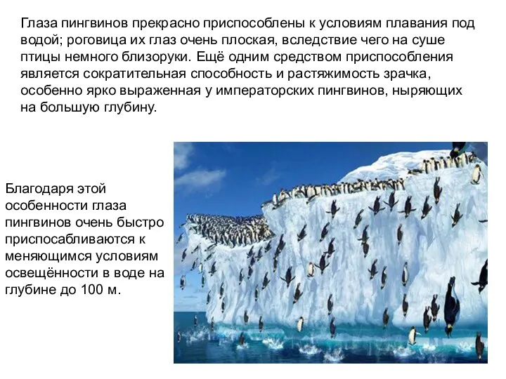 Глаза пингвинов прекрасно приспособлены к условиям плавания под водой; роговица их