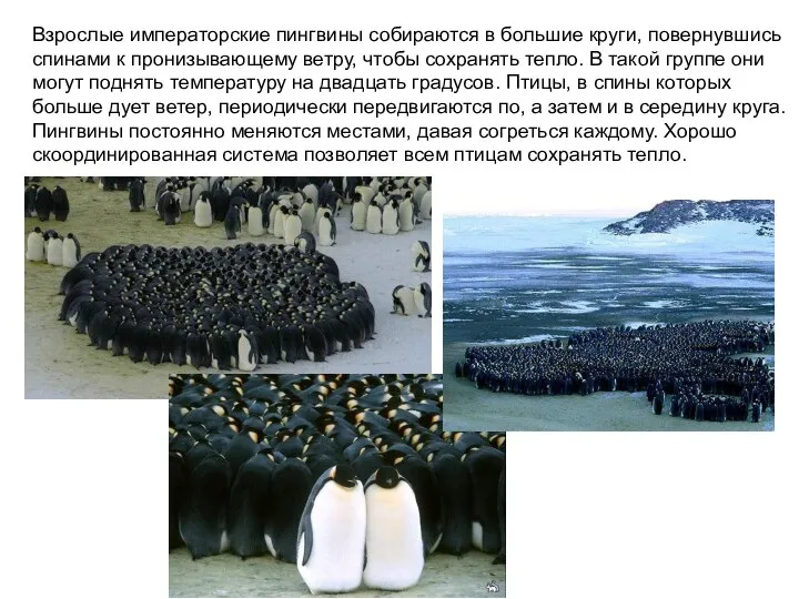 Взрослые императорские пингвины собираются в большие круги, повернувшись спинами к пронизывающему