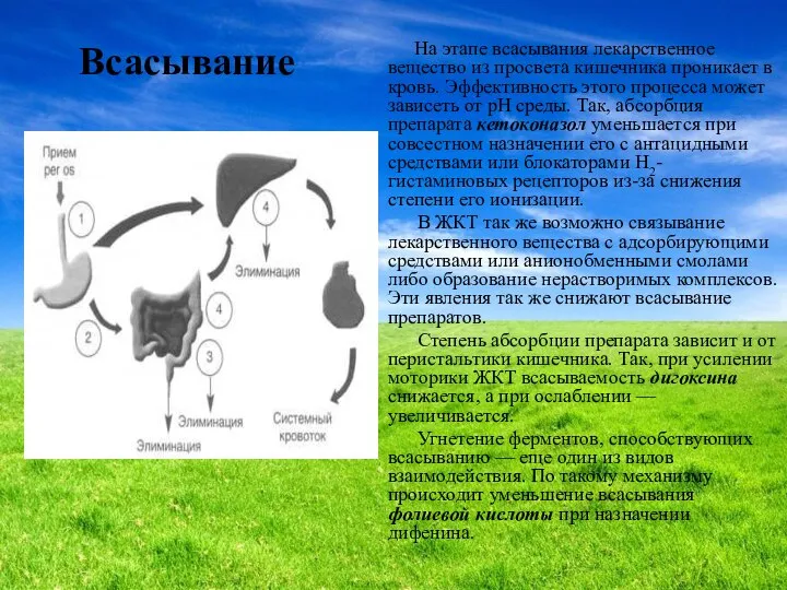 Всасывание На этапе всасывания лекарственное вещество из просвета кишечника проникает в