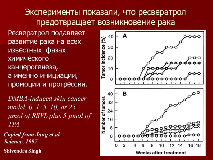 Вино поможет справиться с лишним весом Ресвератрол подавляет развитие рака на