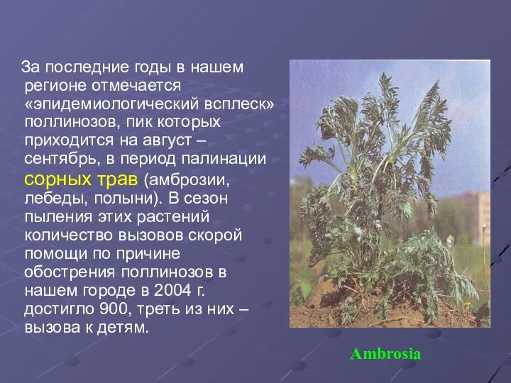 За последние годы в нашем регионе отмечается «эпидемиологический всплеск» поллинозов, пик