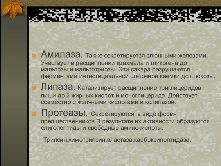 Амилаза. Также секретируется слюнными железами. Участвует в расщиплении крахмала и гликогена