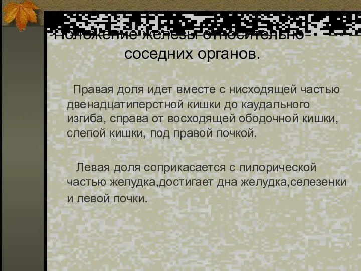 Положение железы относительно соседних органов. Правая доля идет вместе с нисходящей