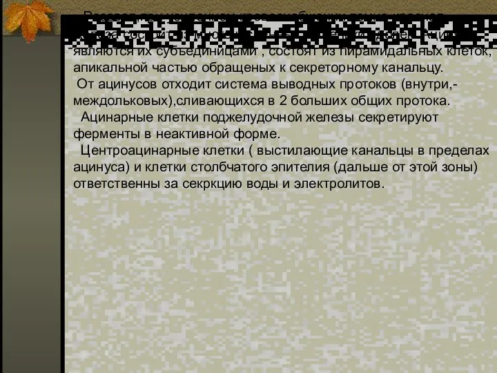 Розовая,при усиленном кровоснабжении темно-красная железа состоит из многочисленных маленьких долек. Ацинусы