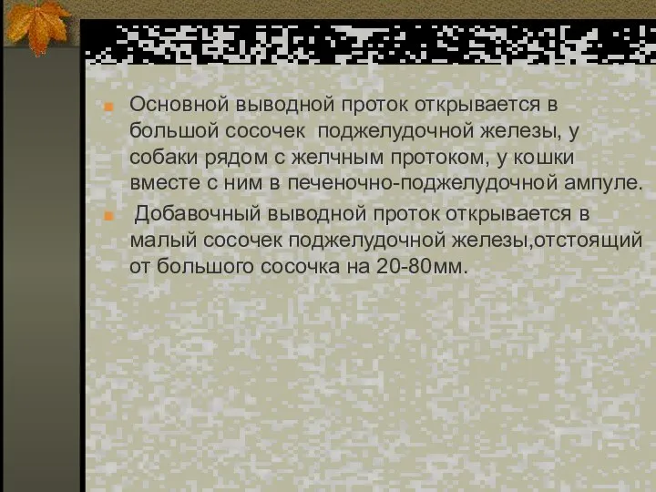 Основной выводной проток открывается в большой сосочек поджелудочной железы, у собаки