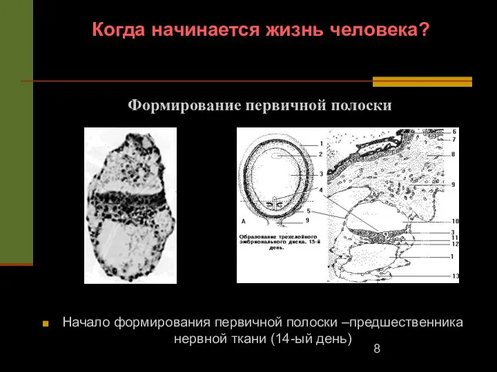 Когда начинается жизнь человека? Начало формирования первичной полоски –предшественника нервной ткани (14-ый день) Формирование первичной полоски