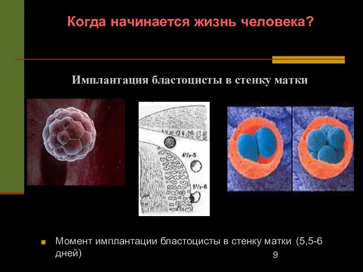 Когда начинается жизнь человека? Момент имплантации бластоцисты в стенку матки (5,5-6