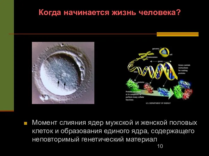 Когда начинается жизнь человека? Момент слияния ядер мужской и женской половых