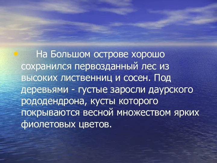 На Большом острове хорошо сохранился первозданный лес из высоких лиственниц и