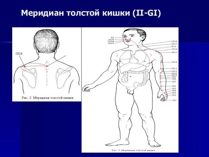 Меридиан толстой кишки (II-GI)