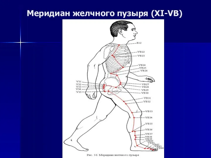 Меридиан желчного пузыря (XI-VB)