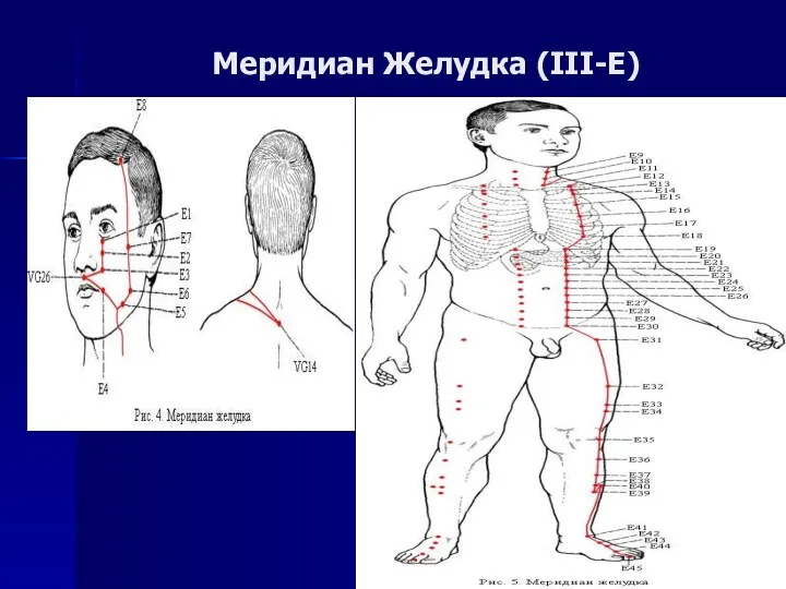 Меридиан Желудка (III-E)