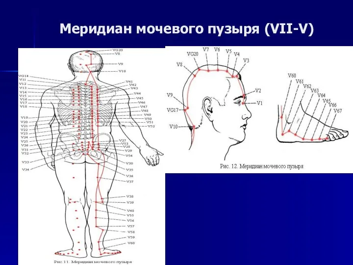 Меридиан мочевого пузыря (VII-V)