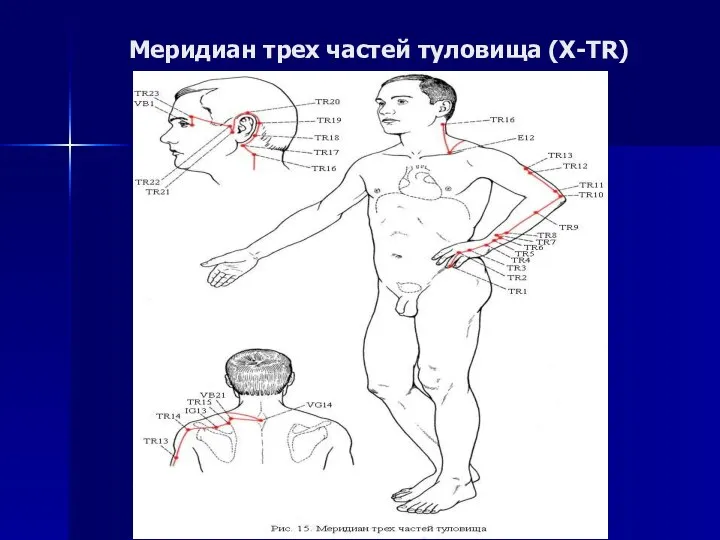 Меридиан трех частей туловища (X-TR)