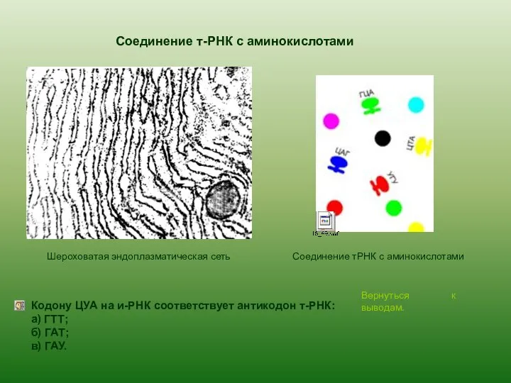 Соединение т-РНК с аминокислотами Вернуться к выводам. Шероховатая эндоплазматическая сеть Кодону