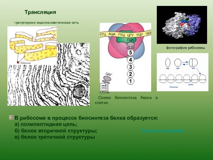 Трансляция Схема биосинтеза белка в клетке. фотография рибосомы. гранулярная эндоплазматическая сеть