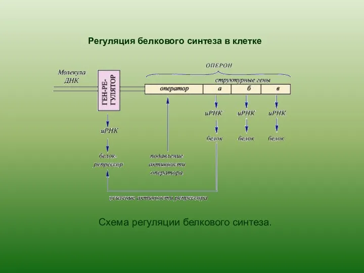 Регуляция белкового синтеза в клетке Схема регуляции белкового синтеза.