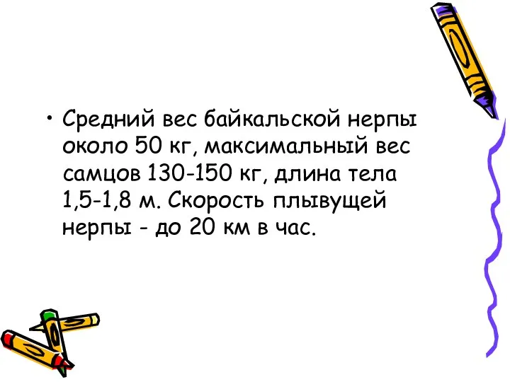 Средний вес байкальской нерпы около 50 кг, максимальный вес самцов 130-150