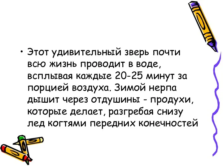 Этот удивительный зверь почти всю жизнь проводит в воде, всплывая каждые