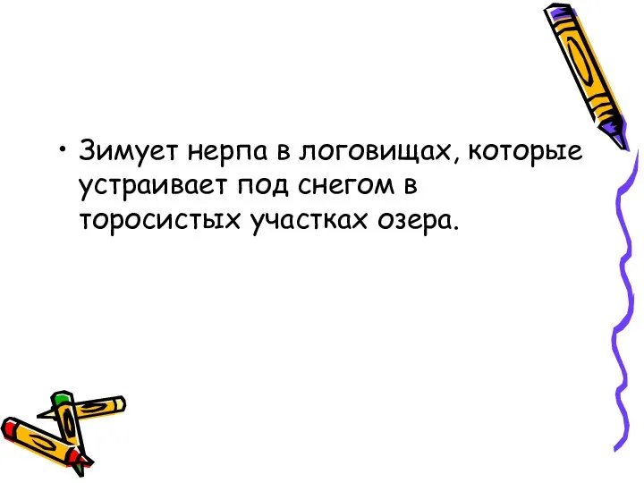 Зимует нерпа в логовищах, которые устраивает под снегом в торосистых участках озера.