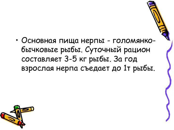 Основная пища нерпы - голомянко-бычковые рыбы. Суточный рацион составляет 3-5 кг