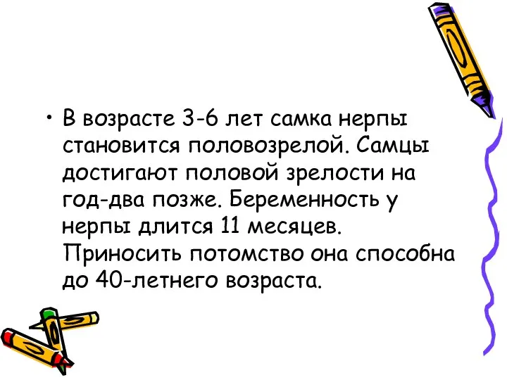 В возрасте 3-6 лет самка нерпы становится половозрелой. Самцы достигают половой