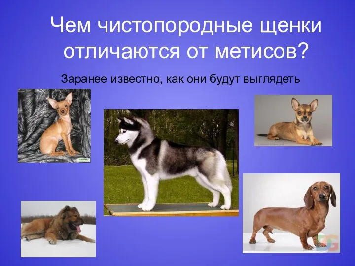 Чем чистопородные щенки отличаются от метисов? Заранее известно, как они будут выглядеть