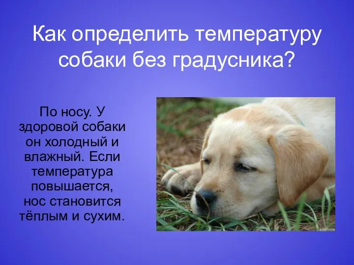 Как определить температуру собаки без градусника? По носу. У здоровой собаки