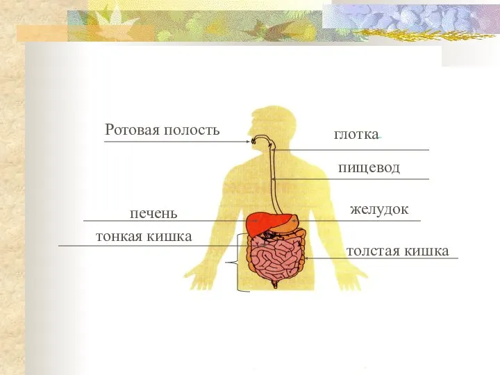 Ротовая полость глотка пищевод печень желудок толстая кишка тонкая кишка