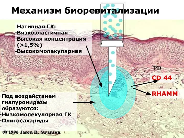 Механизм биоревитализации Нативная ГК: Вязкоэластичная Высокая концентрация (>1,5%) Высокомолекулярная Под воздействием