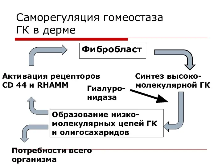 Саморегуляция гомеостаза ГК в дерме Фибробласт Синтез высоко-молекулярной ГК Гиалуро-нидаза Образование