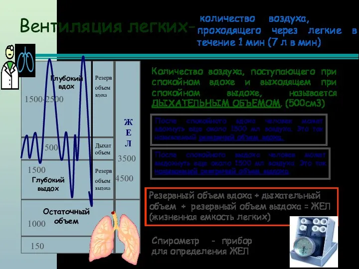 ЖЕЛ Остаточный объем Глубокий выдох Глубокий вдох Резерв объем вдоха Резерв