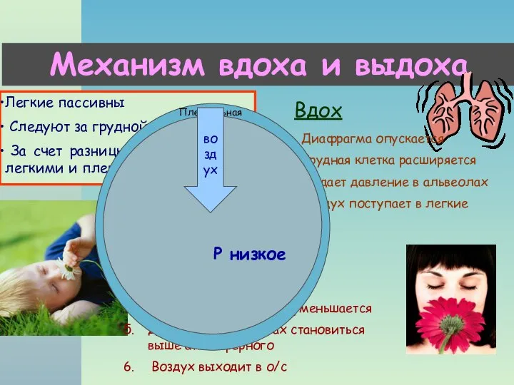 Механизм вдоха и выдоха Легкие пассивны Следуют за грудной клеткой За