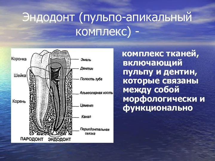 Эндодонт (пульпо-апикальный комплекс) - комплекс тканей, включающий пульпу и дентин, которые