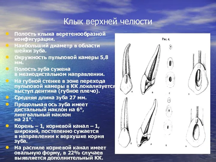 Клык верхней челюсти Полость клыка веретенообразной конфигурации. Наибольший диаметр в области