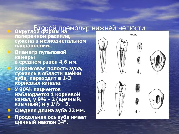 Второй премоляр нижней челюсти Округлой формы на поперечном распиле, сужена в