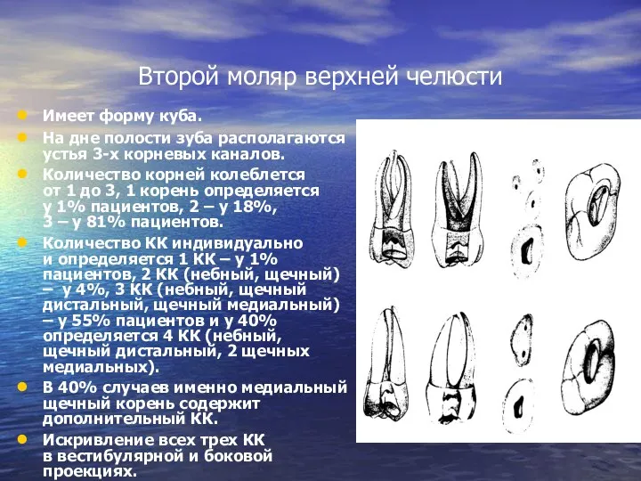 Второй моляр верхней челюсти Имеет форму куба. На дне полости зуба