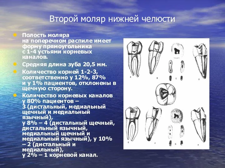 Второй моляр нижней челюсти Полость моляра на поперечном распиле имеет форму